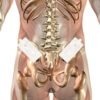 Pain-Free Pads - Image 5